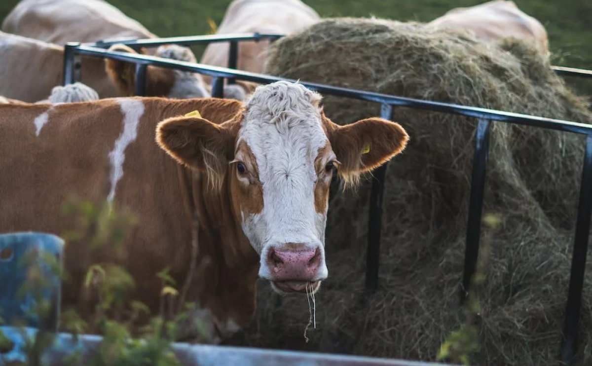 Why is Saved Feed important in organic farming?